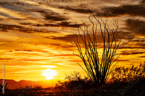 Ocotillo silhouette at sunset with a dramatic sky