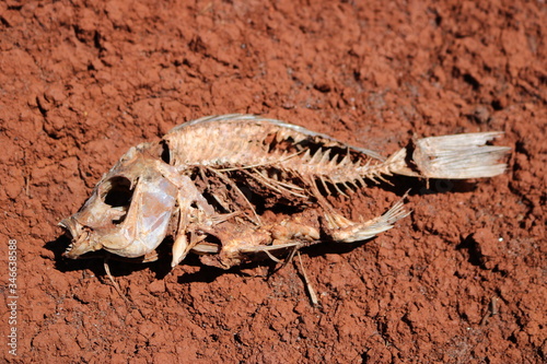 Dead fish on the ground