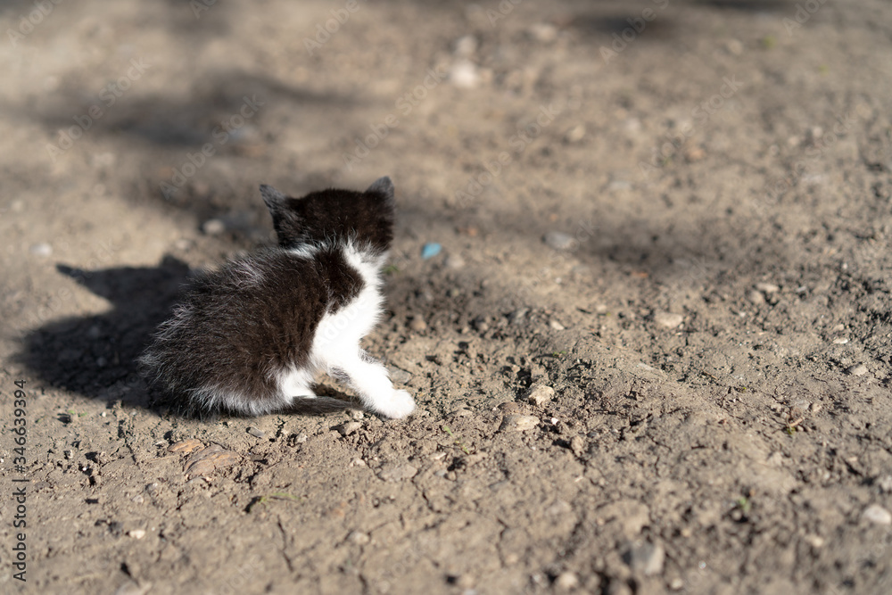 Little kitten alone on the street