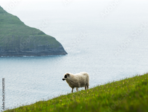 Morning view on the summer Faroe islands with sheep on a foreground. Streymoy island, Denmark. Landscape photography