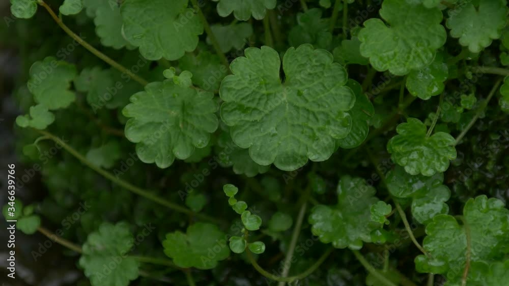 水辺の植物 水辺の植物