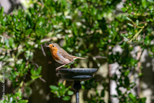 Wild robin, erithacus rubecula, perched on suet garden bird feeder