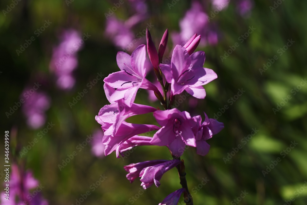 Gladiolus flowers / Iridaceae bulbous plant