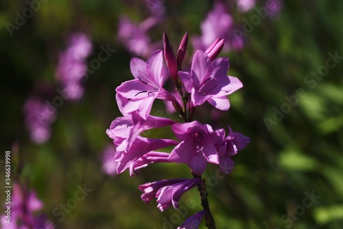 Fototapeta Naklejka Na Ścianę i Meble -  Gladiolus flowers / Iridaceae bulbous plant