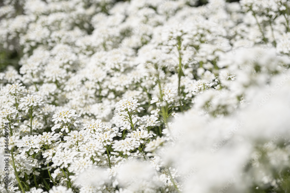 Nice flower Iberis in the garden with unfocused background