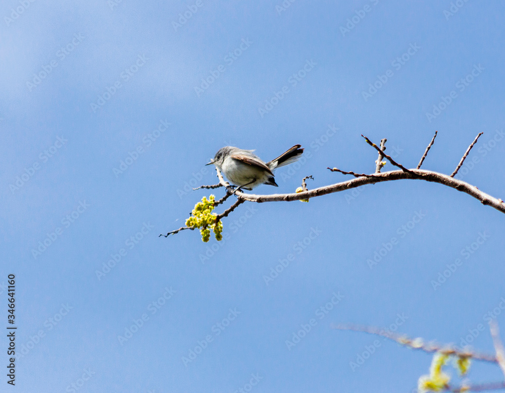 Kinglet Bird on a Tree Kinglet Bird on a Tree