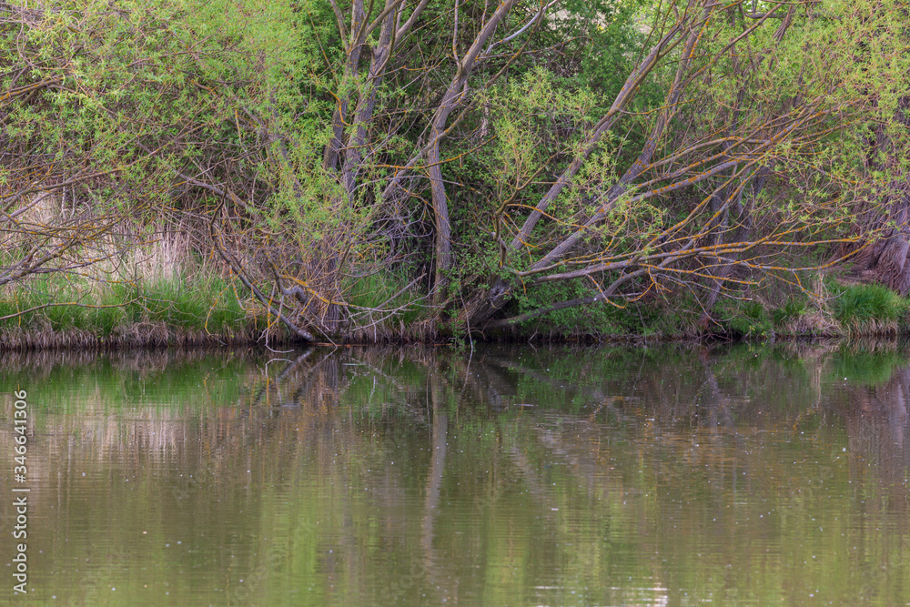 Trees that bend over the water of the pond. The branches are reflected in the water. Trees that bend over the water of the pond. The branches are reflected in the water.