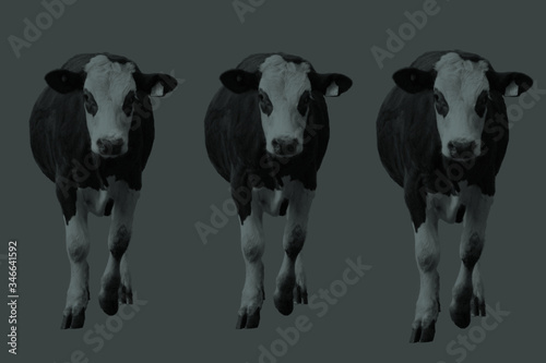 Colorcows