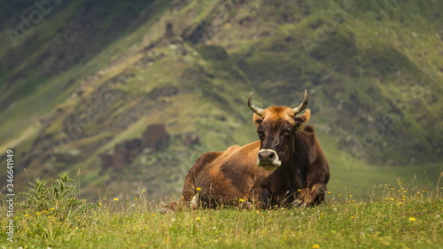 Grazing cow on the Caucasian slopes. Omalo Shatili trek. photo
