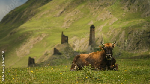 Grazing cow on the Caucasian slopes. Omalo Shatili trek. photo