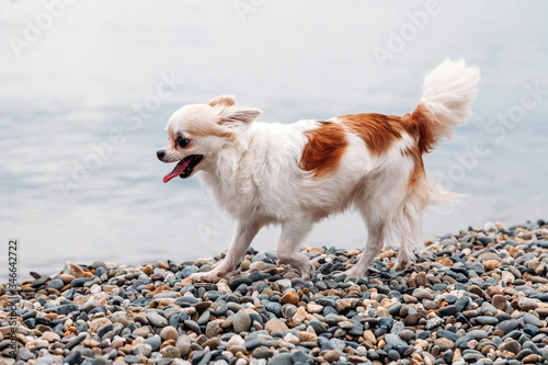 small happy beautiful Chihuahua dog runs quickly along the beach on sea with its tongue out in pleasure