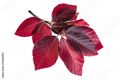 Copper beech tree isolated on white background closeup spring twig