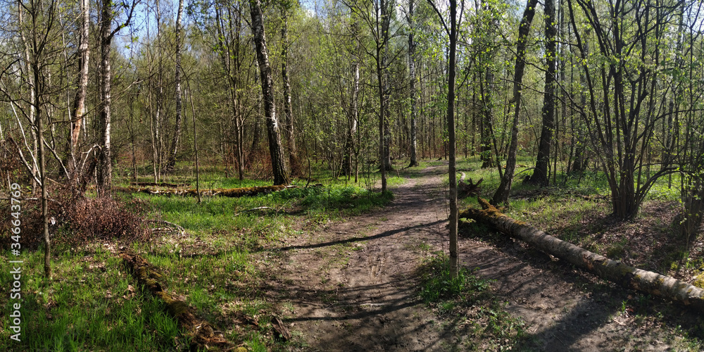 Fototapeta premium Spring walks in the forest.