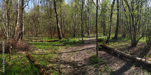 Spring walks in the forest.