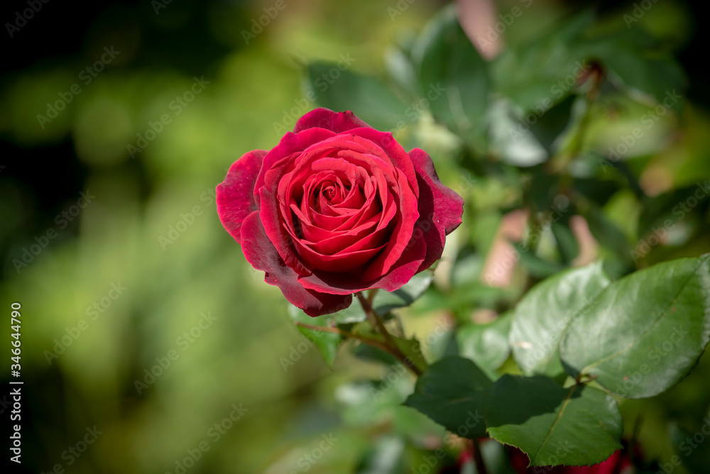 Classic red rose