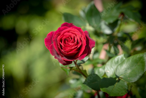 Classic red rose