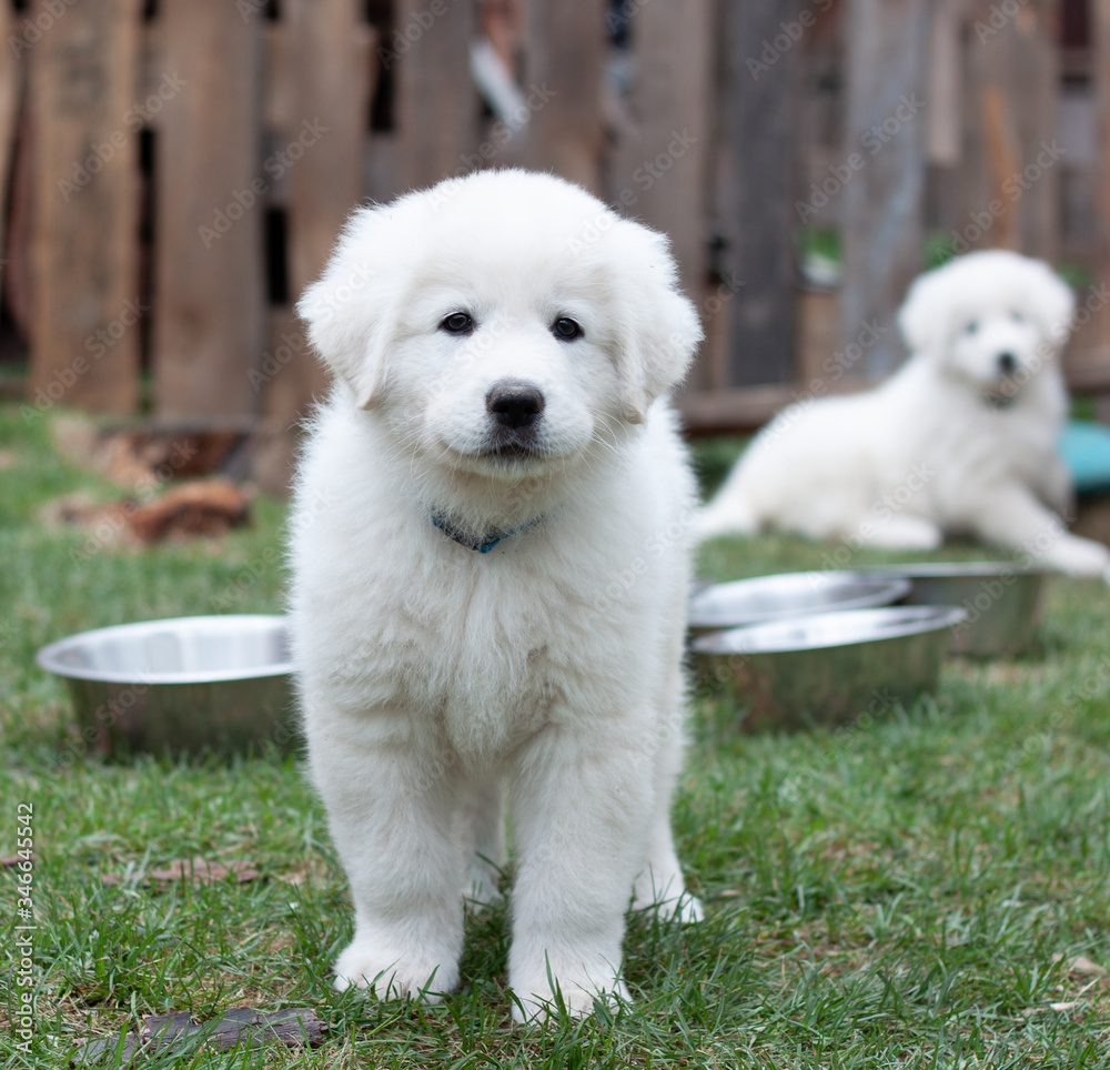A month old Maremma puppy in a blue collar walks on a green lawn