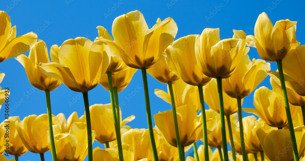 Obraz premium Tulip yellow flowers garden spring background, pattern or texture.