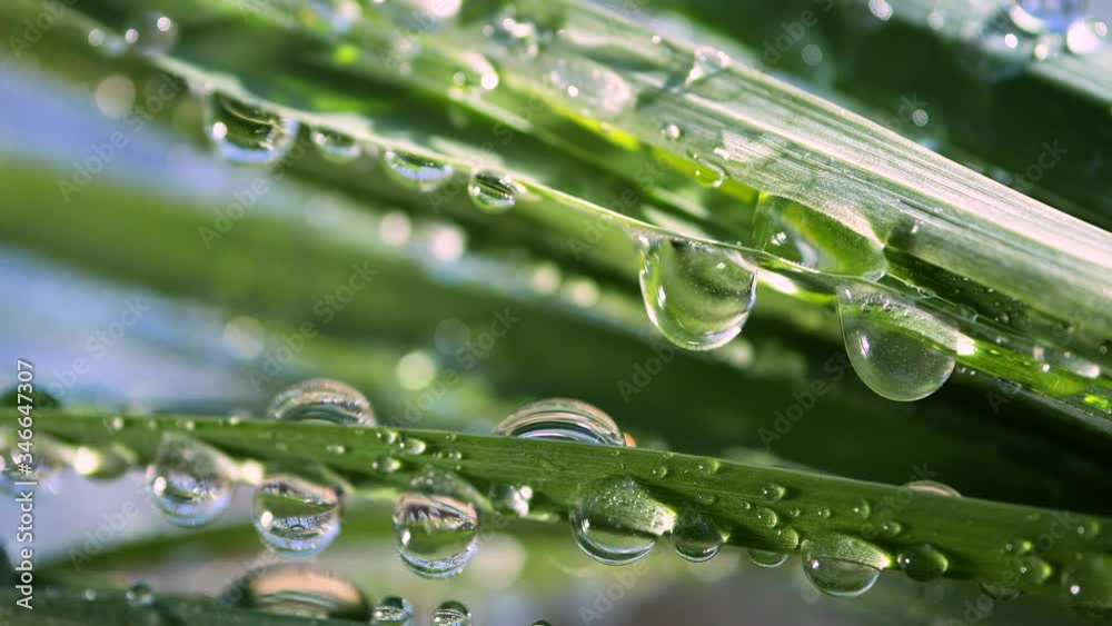 Green grass in nature with raindrops Green grass in nature with raindrops