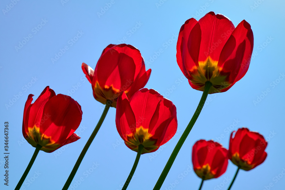Obraz premium Tulip red flowers garden spring. Sunny blue background.