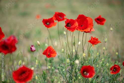 a bouquet of wildflowers, fresh flowers on a field with poppies, is very picturesque and looks like a postcard