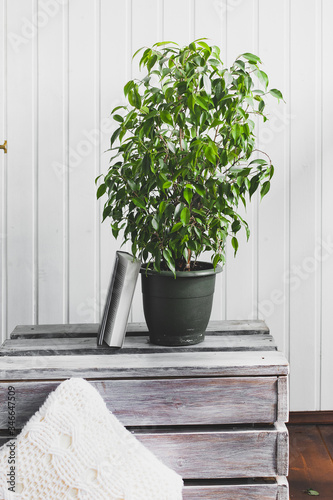 Ficus in a pot on a wooden table, home interior, white wall background