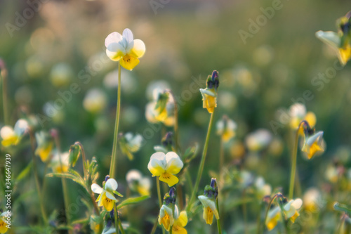 Field mini violets, delicate petals small white and yellow flowers grass macro close-up in sunset light blurred background © Kathrine Andi