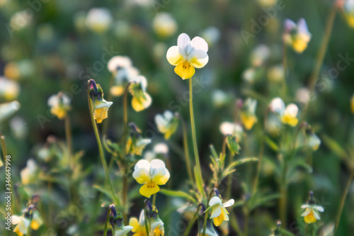 Field mini violets small white and yellow flowers grass botany close-up in sunset light blurred background