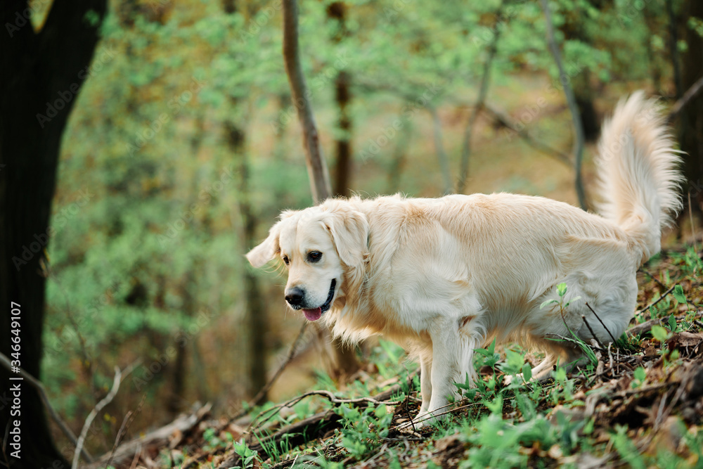 Joyka the Golden Retriever is excited to go on a hike in the woods in Western Pennsylvania Joyka the Golden Retriever is excited to go on a hike in the woods in Western Pennsylvania