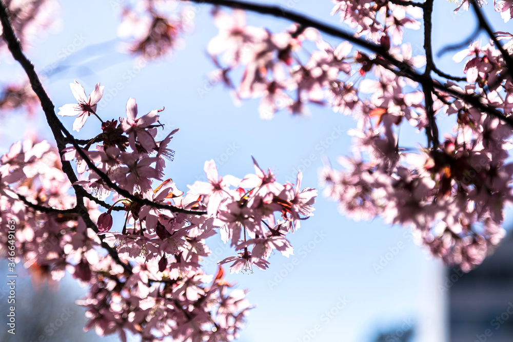 Close up of sakura blossom. Sunny spring day