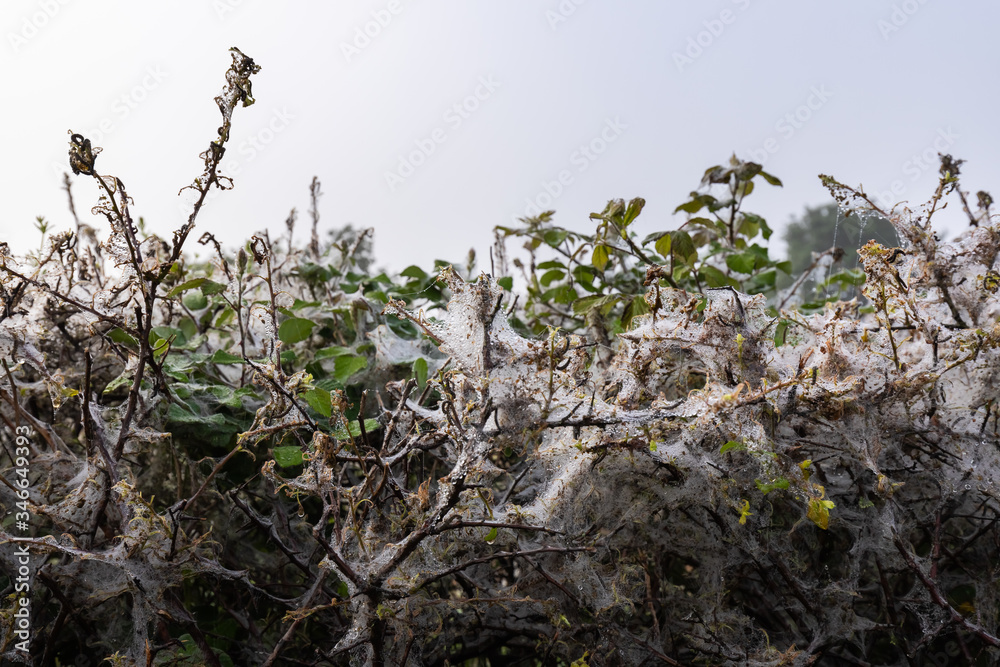 cobwebs in a damp hedge of morning dew cobwebs in a damp hedge of morning dew