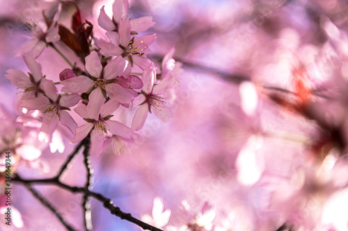 Close up of sakura blossom. Sunny spring day