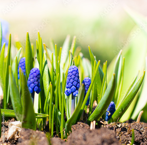 Muscari blue with place for text. Beautiful blue spring flowers. Flowers with place for text. An article about spring flowers  their planting and care. Care for street flowers.