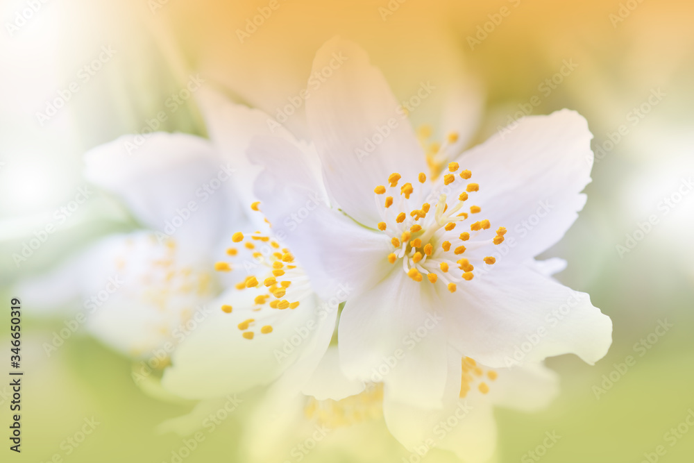 Beautiful Nature Background.Floral Art Design.Abstract Macro Photography.Blooming Spring Flowers.Creative Artistic Wallpaper.Celebration,love.Close up View.Happy Holidays.Jasmine Tree.Aromatherapy. Beautiful Nature Background.Floral Art Design.Abstract Macro Photography.Blooming Spring Flowers.Creative Artistic Wallpaper.Celebration,love.Close up View.Happy Holidays.Jasmine Tree.Aromatherapy.