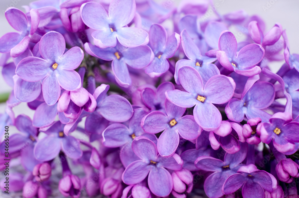 close up of lilac flowers