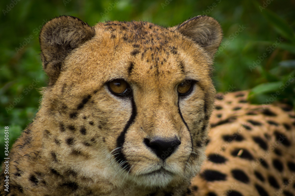 Portrait of a cheetah. Close up of a Cheetah.
cheetah looking to the right. Acinonyx jubatus. Portrait of a cheetah. Close up of a Cheetah.
cheetah looking to the right. Acinonyx jubatus.