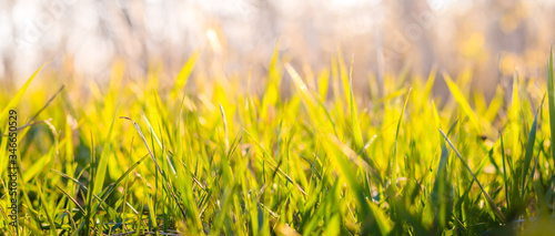 Background of young green grass in the evening light. Grass background with place for text.