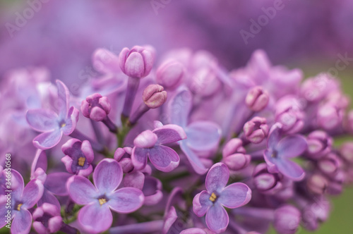 close up of lilac flowers © Евгений Лютиков