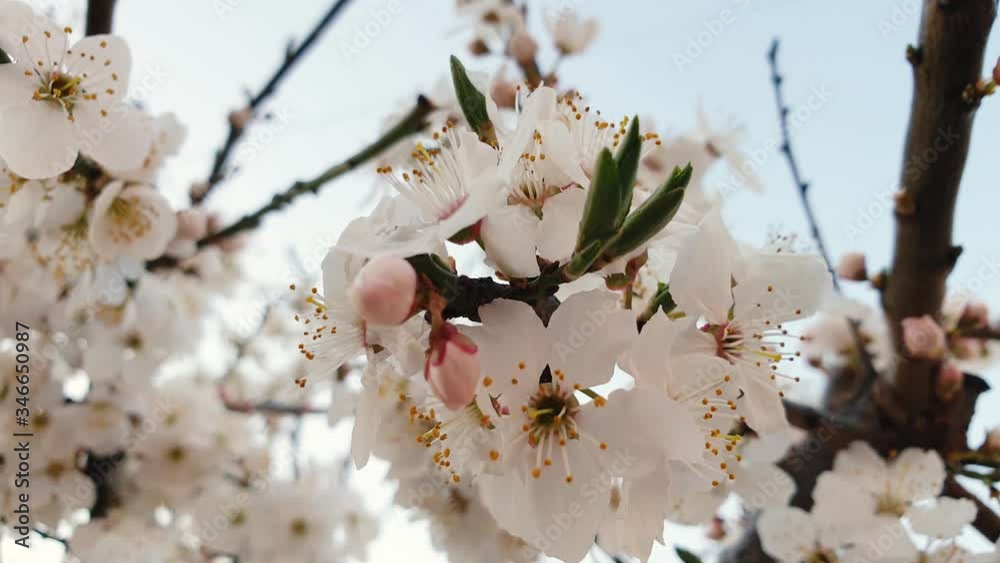 Close-up of cherry blossoms. Lush branch of white flowers against the blue sky.