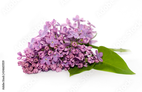 lilac isolated on white background