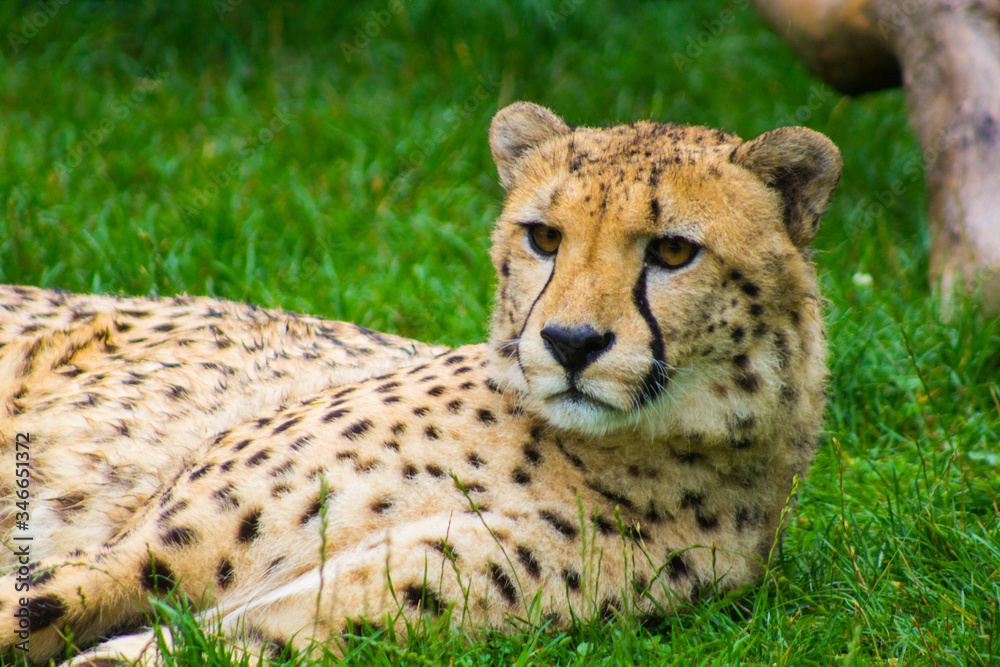 Cheetah lying on the ground. Acinonyx jubatus Cheetah lying on the ground. Acinonyx jubatus