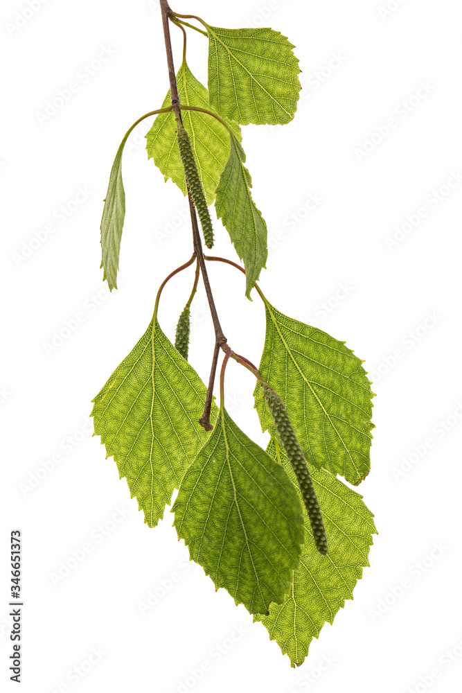 Fototapeta premium Sprig of birch with young foliage, on white background