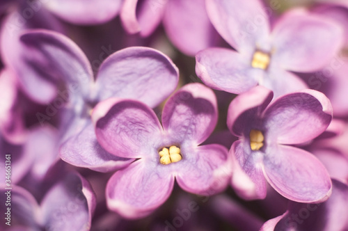 close up of a purple flower