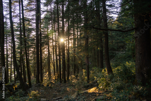 Fototapeta Naklejka Na Ścianę i Meble -  Triund Trek sun rays in the woods view in India 