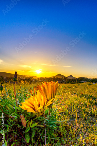 Sunset with Foreground Flower, Mountains background 