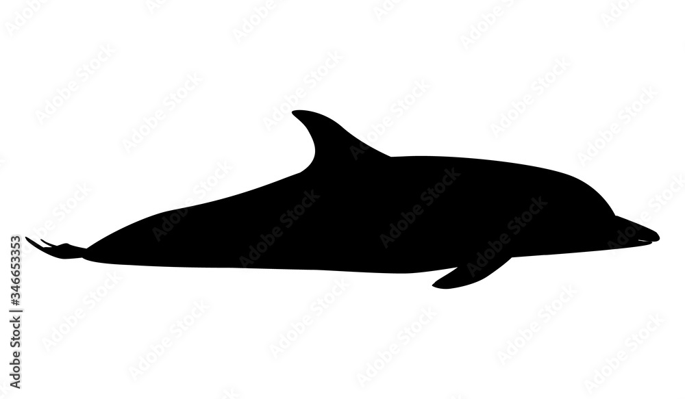 Obraz premium Color dolphin. Delphinus delphis. Dolphins vectorю Cute dolphin illustration.