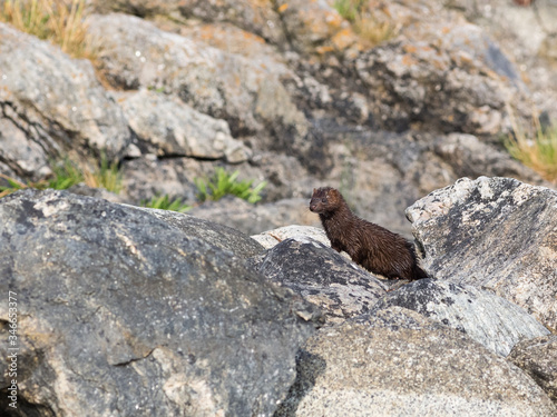 Mink on a rock by the shore of the Baltic Sea