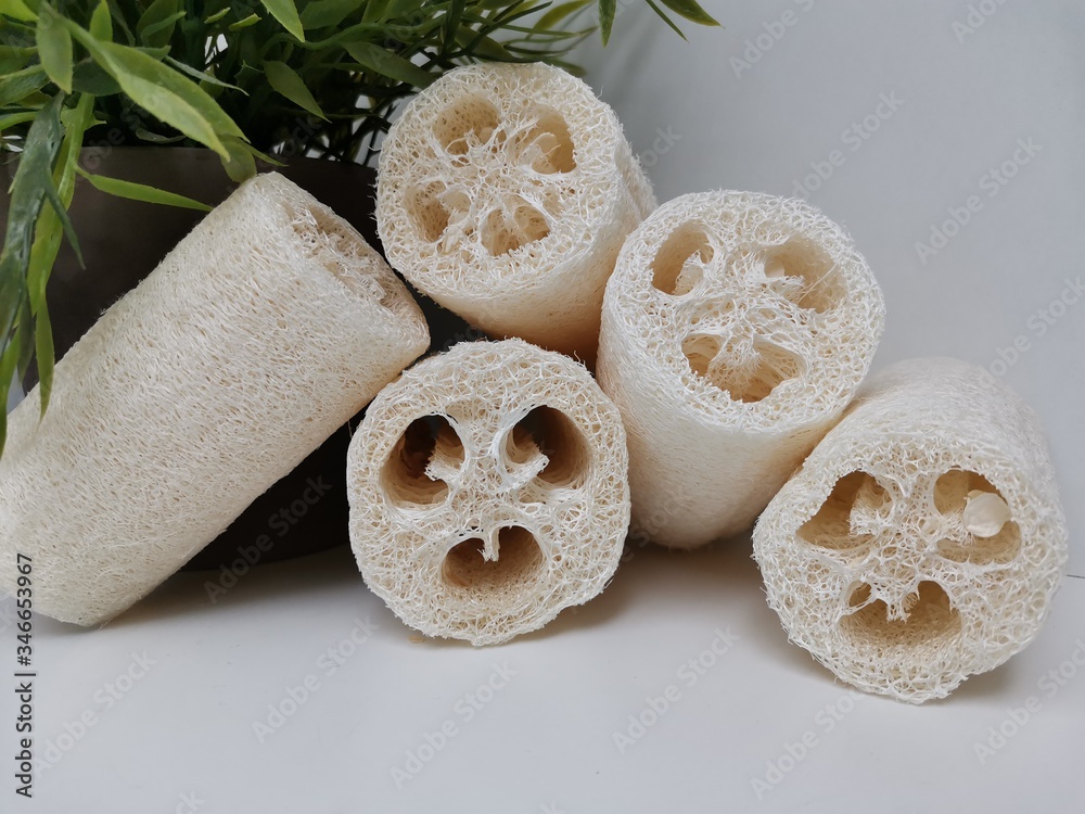 Fototapeta premium Luffa Loofah. Vegetable Sponge