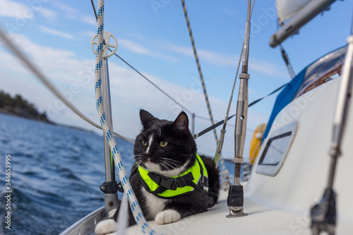 domestic cat wearing a life jacket on a boat