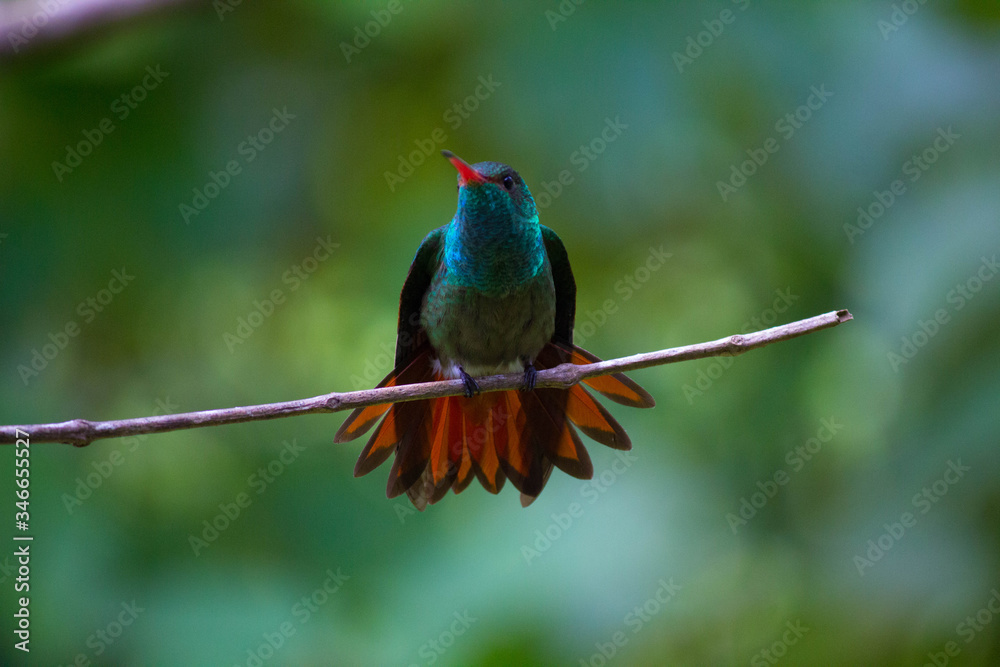 Fototapeta premium Close up Honduran Emerald Hummingbird, Amazilia luciae. This bird is found only in Honduras. Green tropical background. The Lodge at Pico Bonito, Honduras.